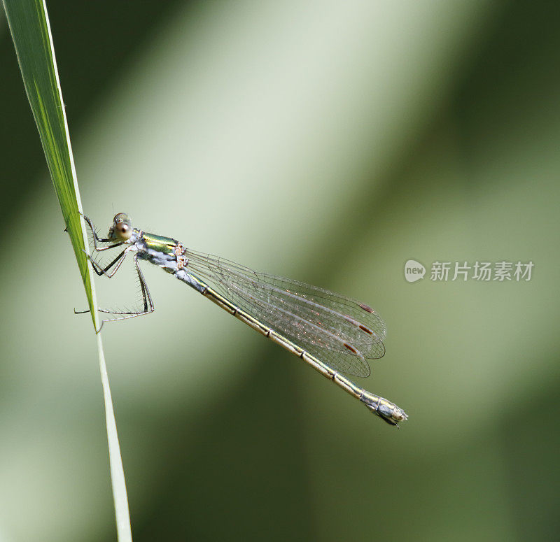 强壮的展开翼蜻蜓(Lestes dryas)雌性